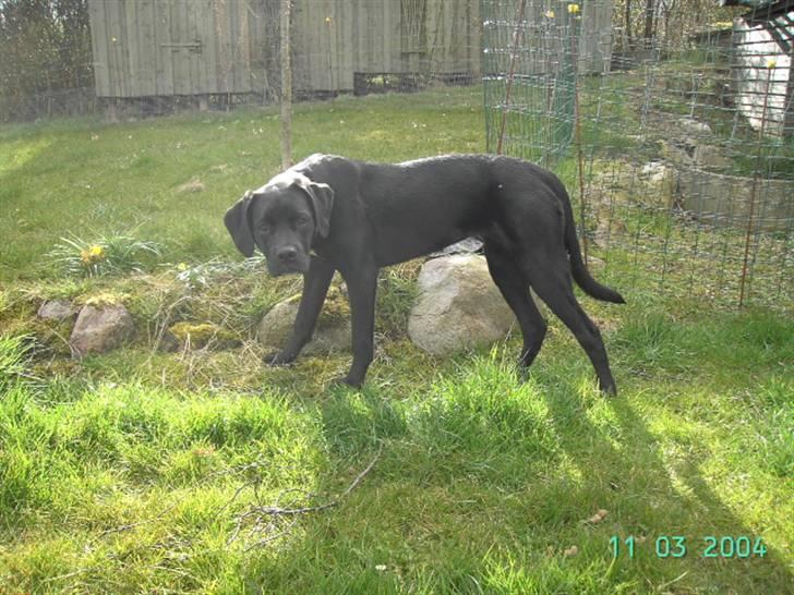 Blanding af racer Dipsi <3 aflivet ;( - dipsi som 6 måneder gammel.. billede 3