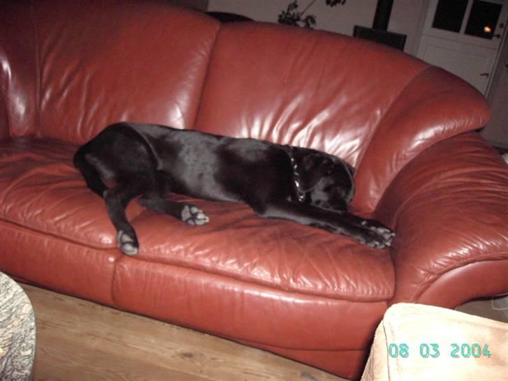 Blanding af racer Dipsi <3 aflivet ;( - jahh, hun elsker den sofa. billede 4