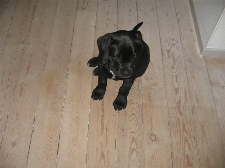 Blanding af racer Dipsi <3 aflivet ;( - dipsi som ca 2 måneder gammel. billede 5