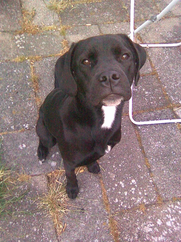 Blanding af racer Dipsi <3 aflivet ;( - dipsi som 6 måneder gammel.. billede 6