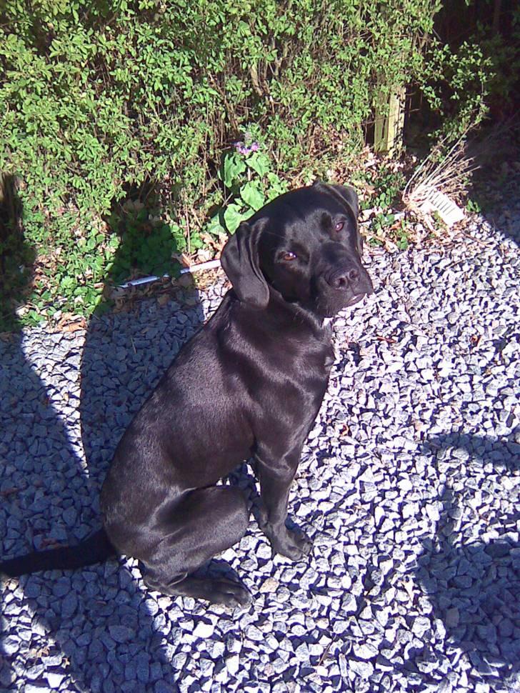 Blanding af racer Dipsi <3 aflivet ;( - dipsi smuk som en engel<3 billede 7