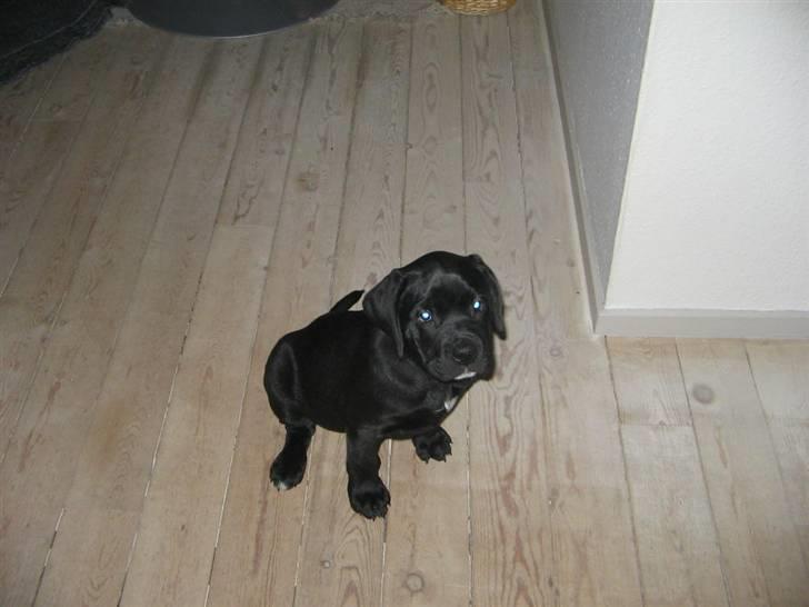 Blanding af racer Dipsi <3 aflivet ;( - dipsi som  ca 2 måneder gammel. billede 8