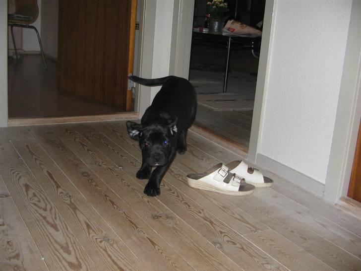 Blanding af racer Dipsi <3 aflivet ;( - dipsi som ca 2 måneder gammel. billede 9