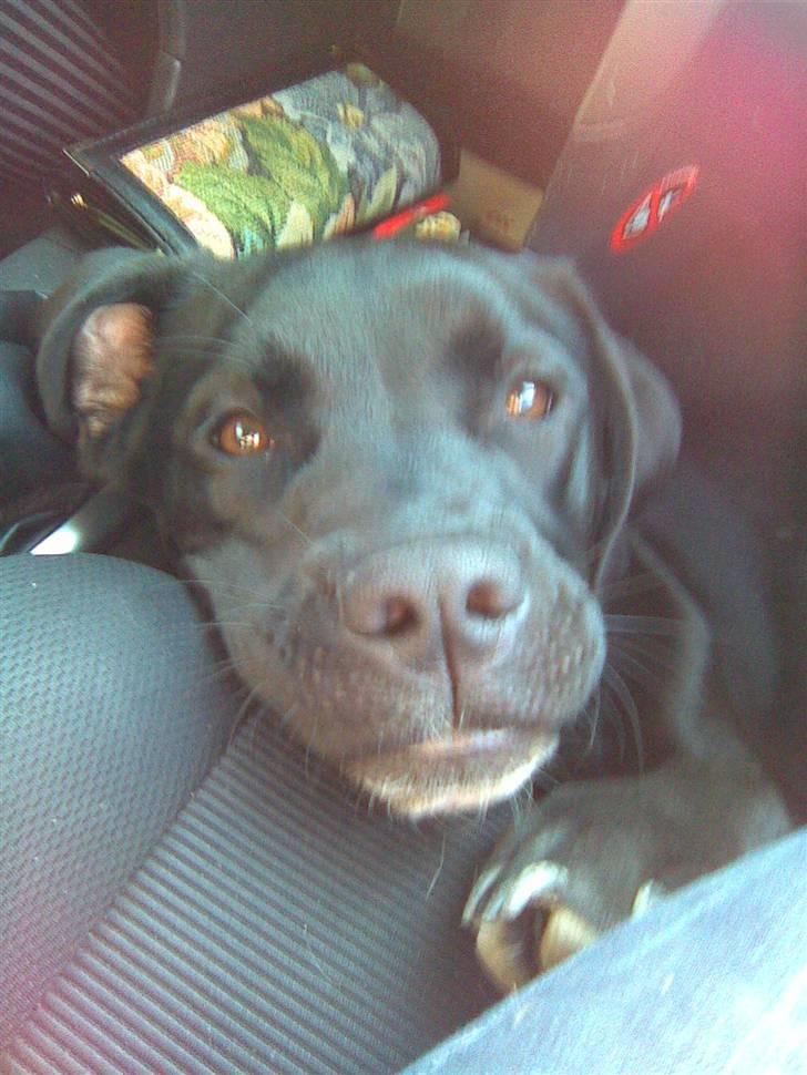 Blanding af racer Dipsi <3 aflivet ;( - miin lille bjørn <3:P billede 10