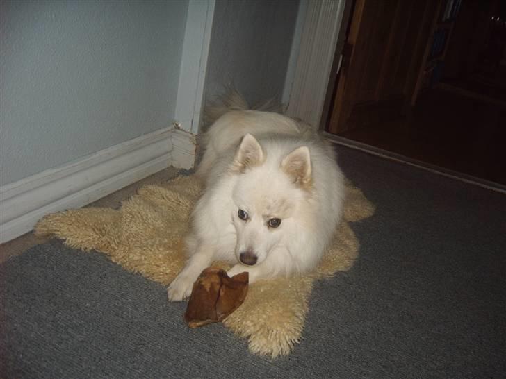 Japansk spids Bongo - det er bongo billede 14