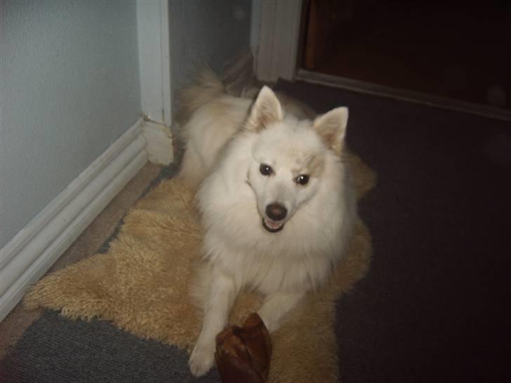 Japansk spids Bongo - det er bongo billede 15