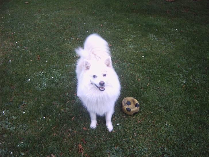 Japansk spids Bongo - det er bongo billede 16