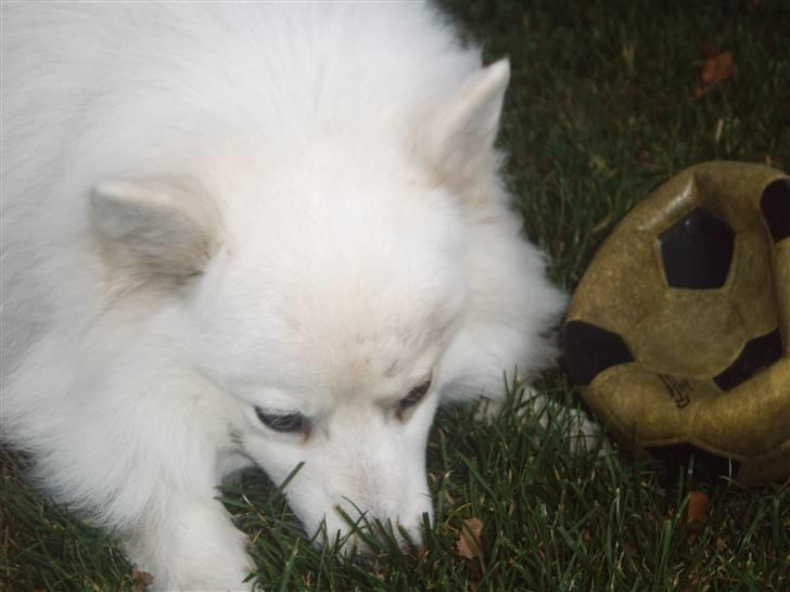 Japansk spids Bongo - det er bongo billede 17