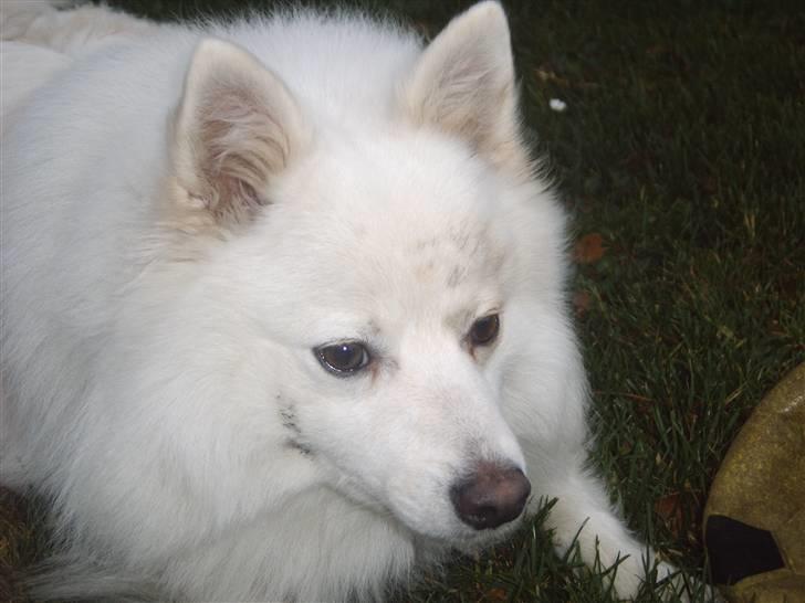 Japansk spids Bongo - det er bongo billede 18