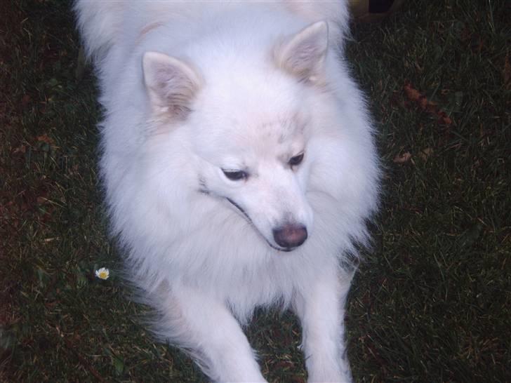 Japansk spids Bongo - det er bongo billede 19