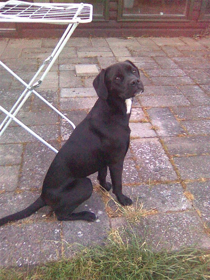 Blanding af racer Dipsi <3 aflivet ;( - see hvor stolt hun er :P huun er miin <3 billede 11