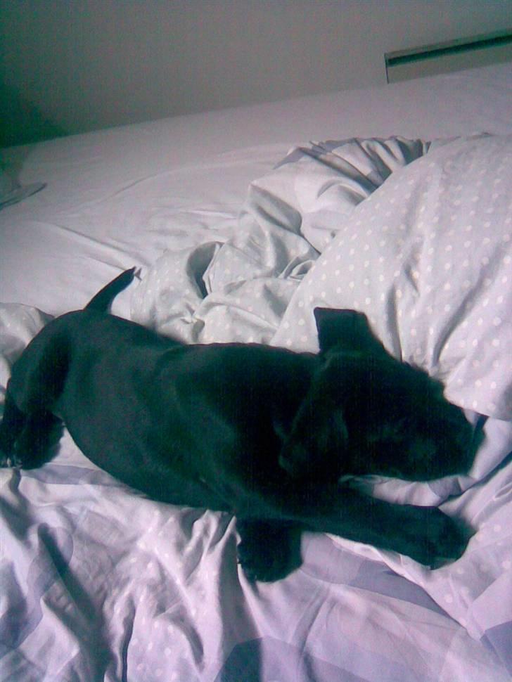 Blanding af racer Dipsi <3 aflivet ;( - jahh hun sover hos miig om natten ;) billede 12