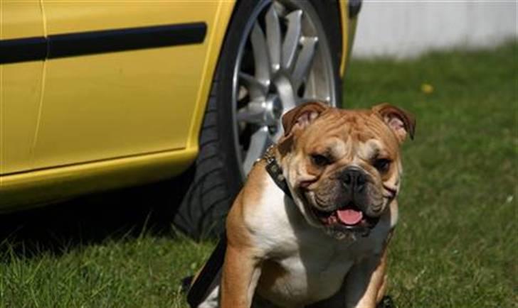 Engelsk bulldog Arnold - Welkommen billede 1