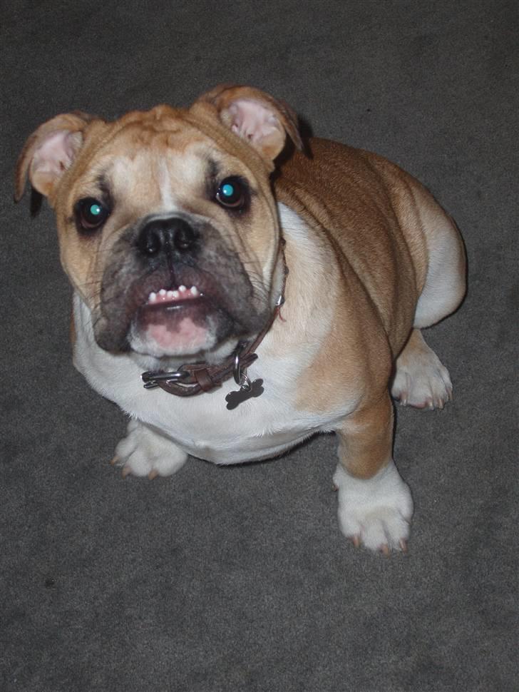 Engelsk bulldog Arnold - må jeg ikke snart få den Hundekiks (jeg sedder jo pænt) billede 2