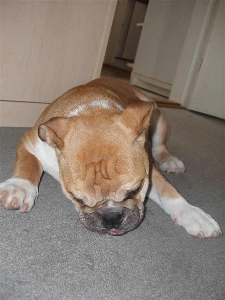 Engelsk bulldog Arnold - Hvad Hvar Det billede 3