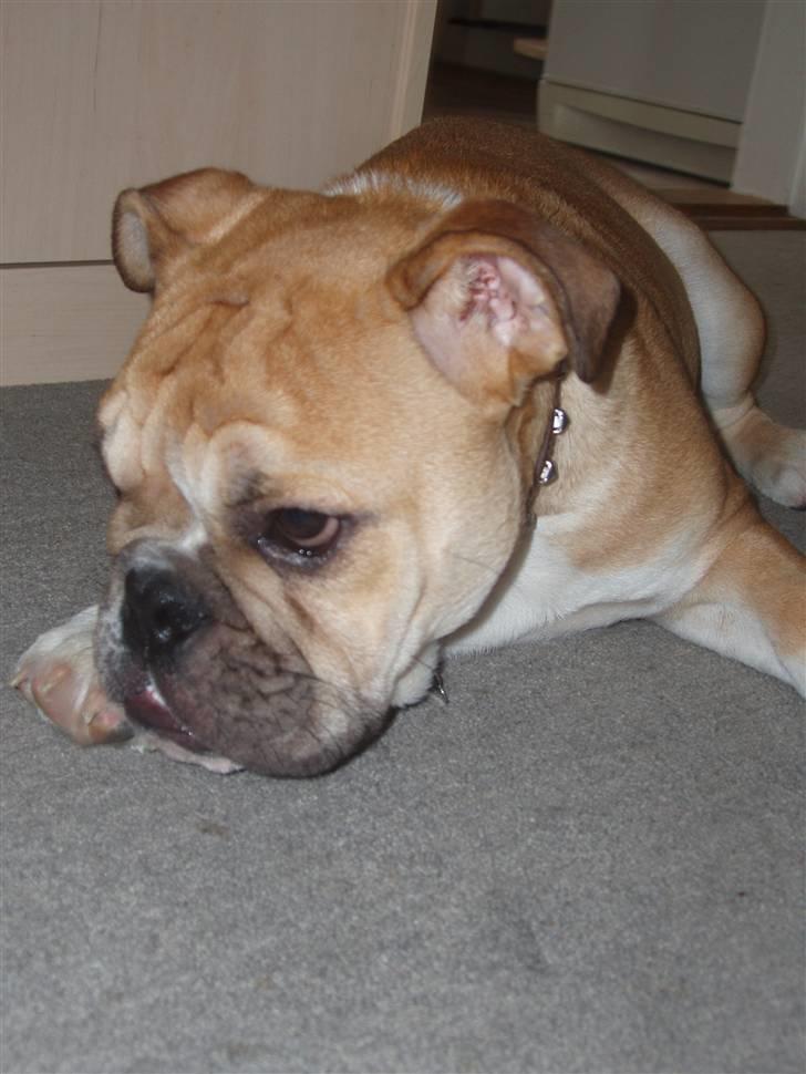 Engelsk bulldog Arnold - må jeg være med? billede 4