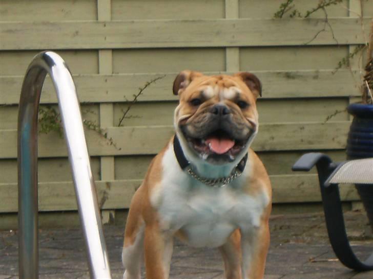 Engelsk bulldog Arnold - AAAAAVV mine øjne billede 5