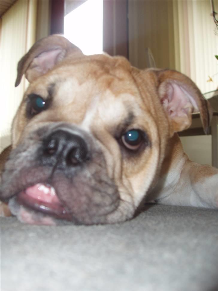 Engelsk bulldog Arnold - HEJ hvad hedder du billede 6