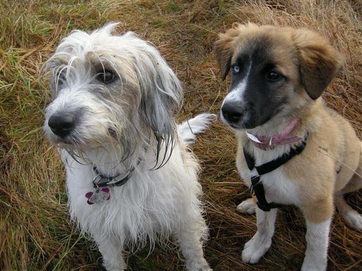 Blanding af racer Mulle billede 15