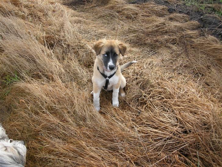 Blanding af racer Mulle billede 16