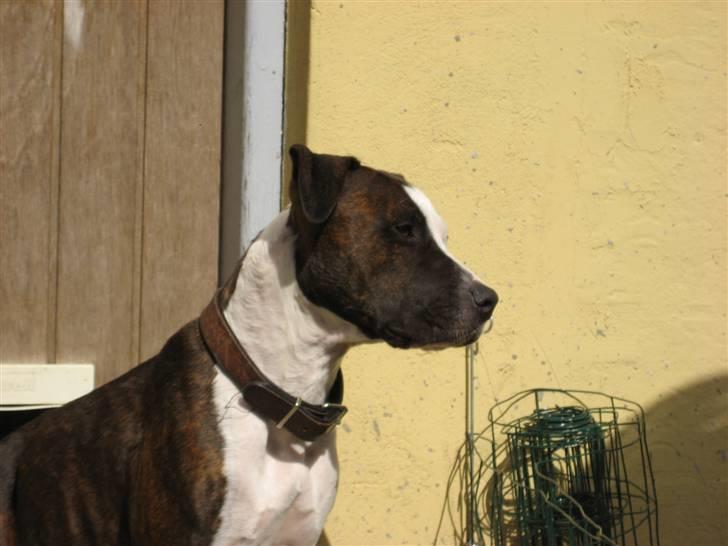 Amerikansk staffordshire terrier minna - Moar billede 10