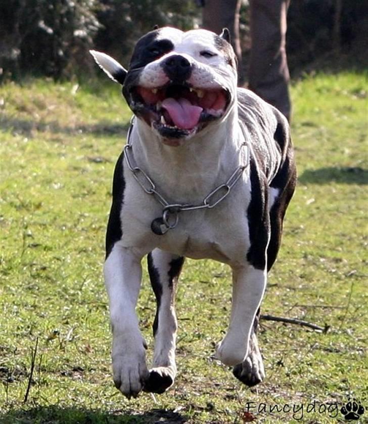 Amerikansk staffordshire terrier minna - Daddy billede 11