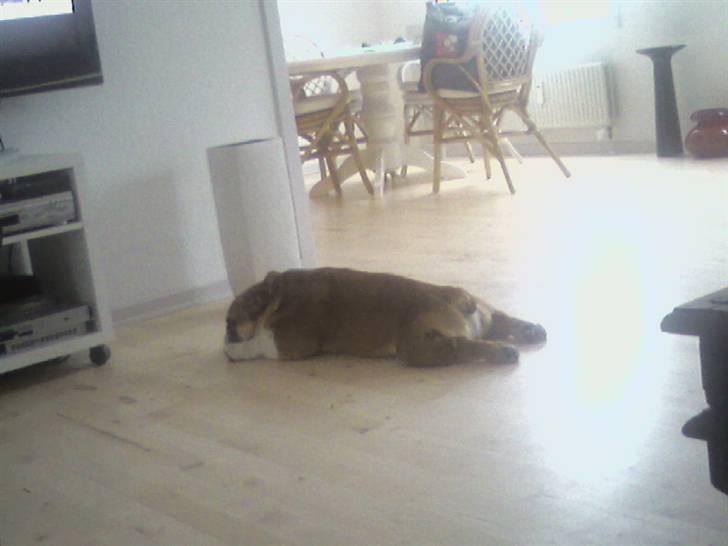 Engelsk bulldog J.J Kaldt Pølle. billede 7