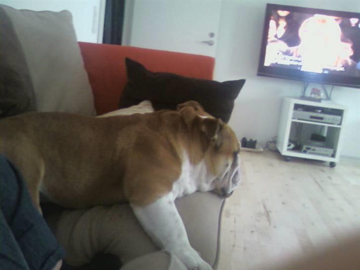 Engelsk bulldog J.J Kaldt Pølle. billede 8