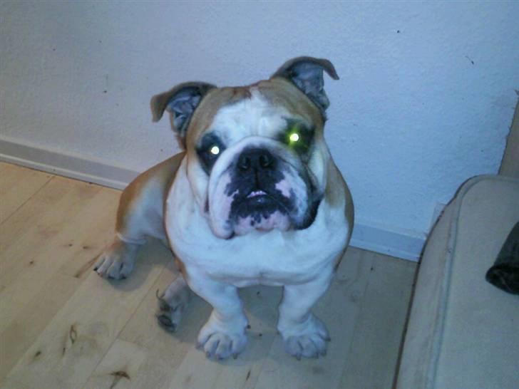 Engelsk bulldog J.J Kaldt Pølle. billede 9