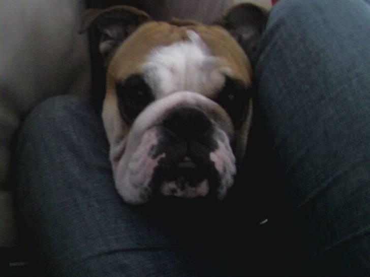 Engelsk bulldog J.J Kaldt Pølle. billede 10