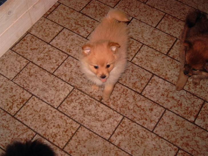 Pomeranian Lady - Det er med at holde tungen lige i munden... billede 14