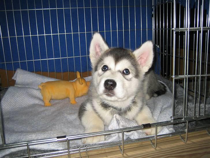 Alaskan malamute Bowie billede 1