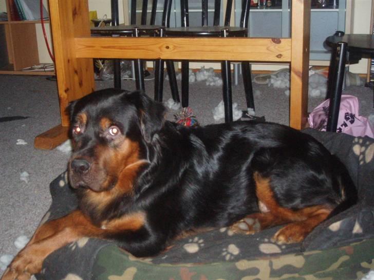 Blanding af racer rocky - har lige rodet stuen til ups!!! billede 1