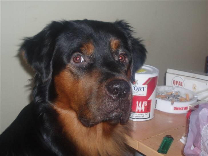 Blanding af racer rocky billede 2