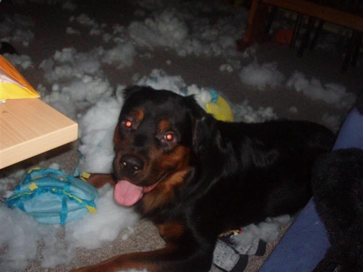 Blanding af racer rocky - endnu mere rod billede 3