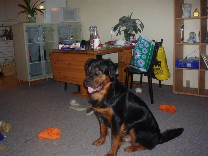 Blanding af racer rocky billede 4