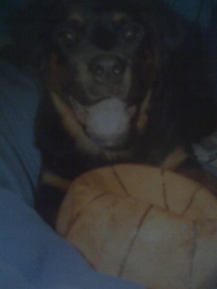 Blanding af racer rocky - min yndlings bold billede 5