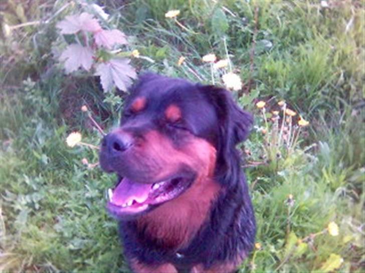 Blanding af racer rocky - det er dejligt om sommeren billede 6