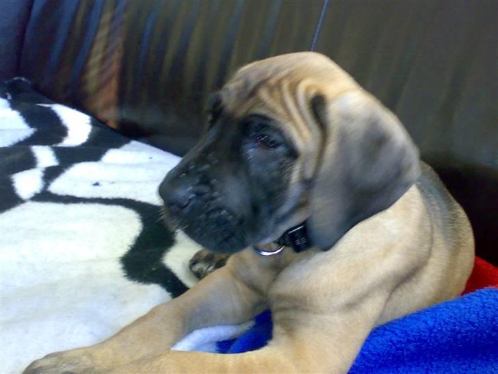 Grand danois Gaia billede 1