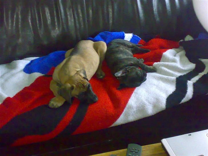 Grand danois Gaia - Sammen med sin bedste ven Edgar. billede 2