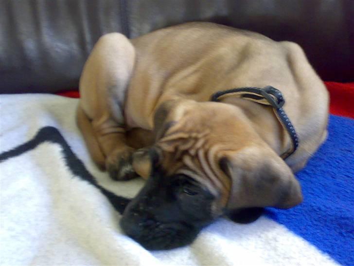 Grand danois Gaia billede 3