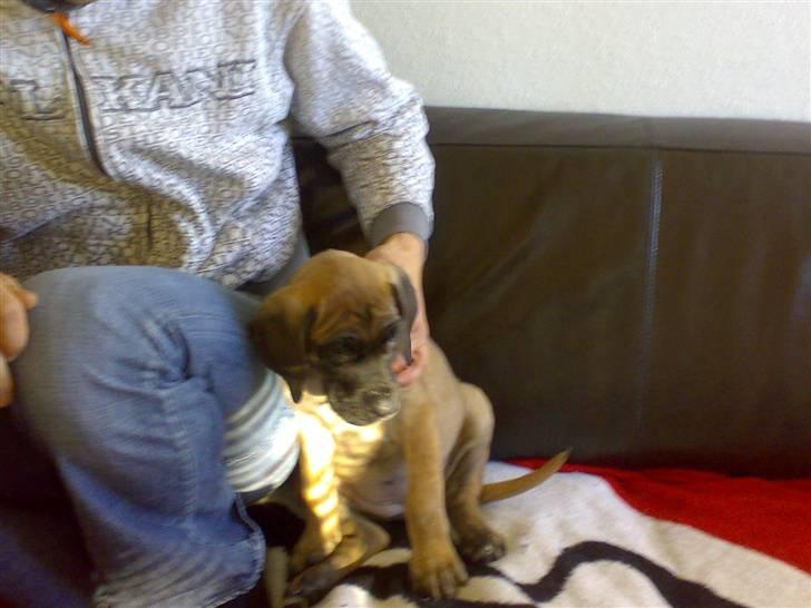 Grand danois Gaia billede 4