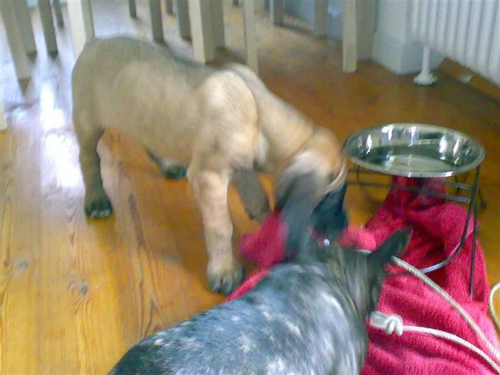 Grand danois Gaia billede 5