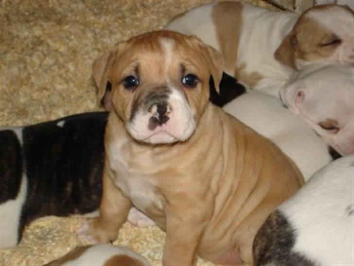 Amerikansk bulldog Baily billede 1