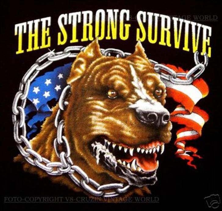 Amerikansk staffordshire terrier Chiko billede 17