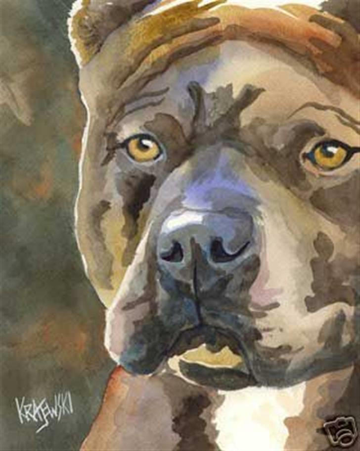 Amerikansk staffordshire terrier Chiko billede 18