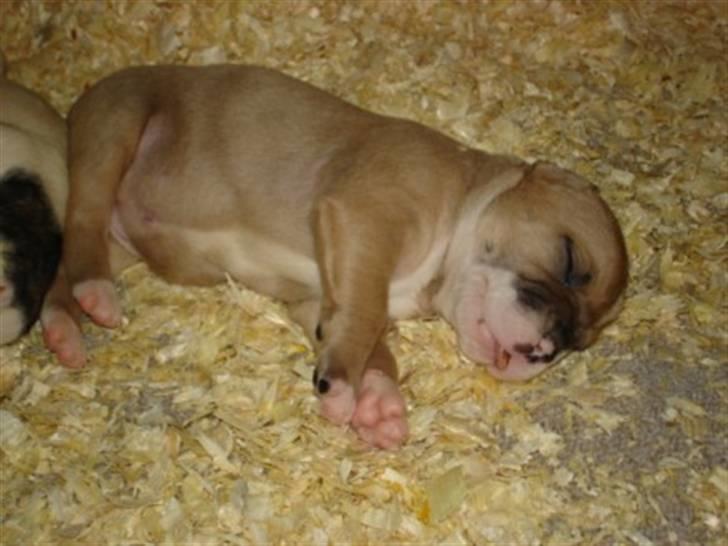 Amerikansk bulldog Baily billede 2