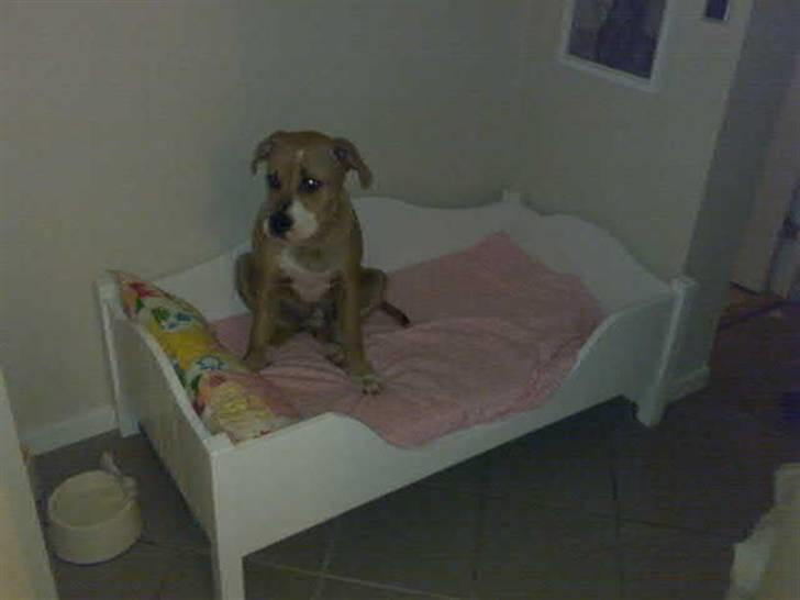 Amerikansk bulldog Baily billede 3