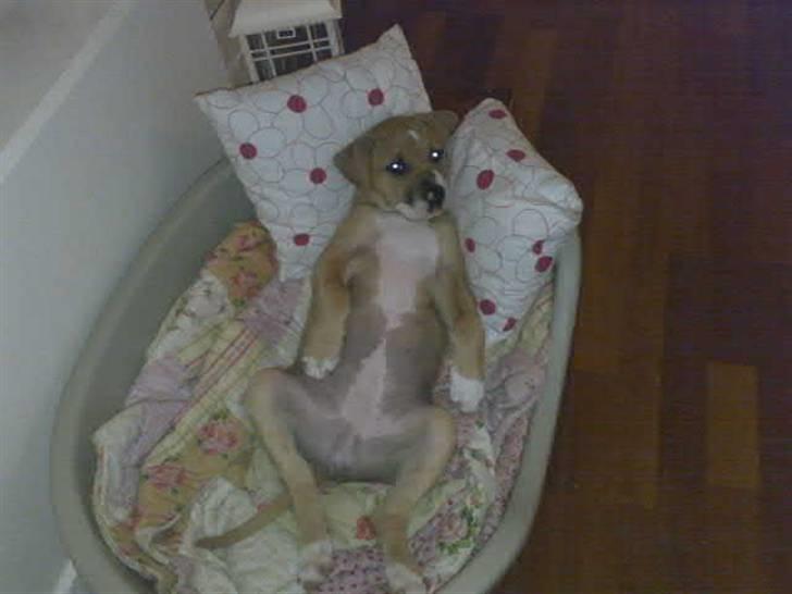 Amerikansk bulldog Baily billede 4