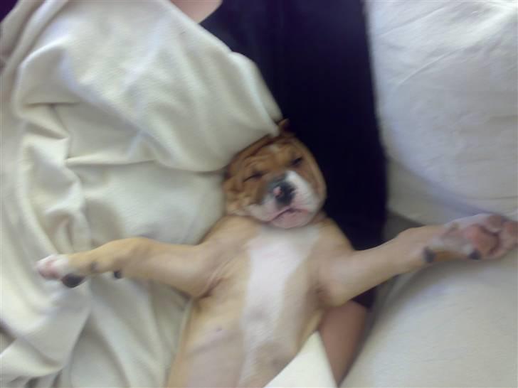 Amerikansk bulldog Baily billede 5